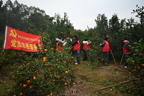 南宁市中南理工职业技术学校党支部开展“志愿服务进果园·助农采摘暖民心” 志愿服务活动