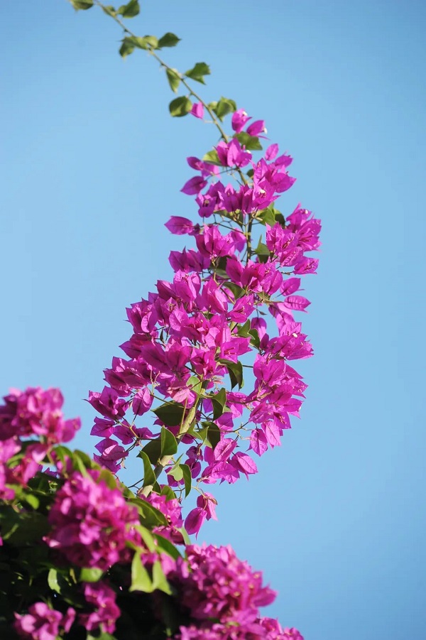 “根植母校 感恩成长”—南宁市中南理工职业技术学校“毕业花”种植活动